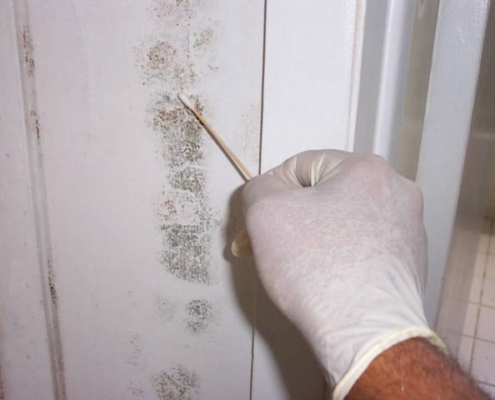 On the Level Southeastern Michigan Home Inspections Mold Testing